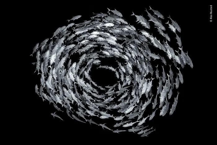 "Circle Of Life" By Alex Mustard, UK, Black And White, Highly Commended 2019