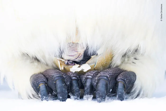 "Cradle Of Life" By Stefan Christmann, Germany, Wildlife Photographer Portfolio Award, Winner 2019