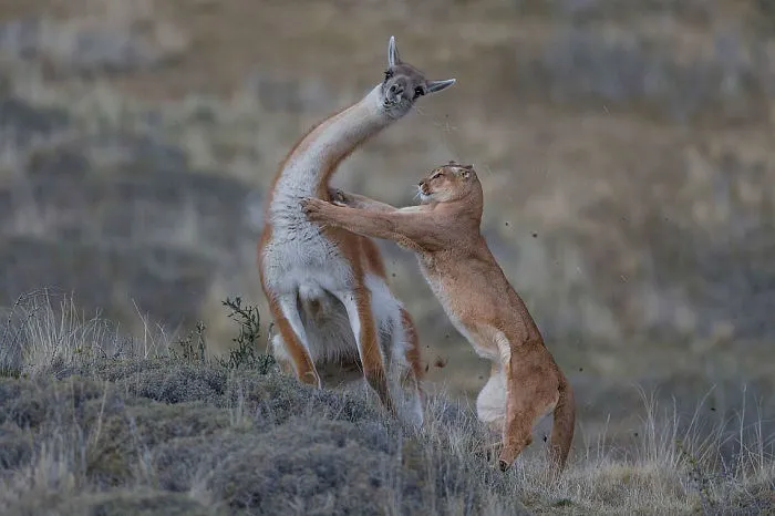 "Encuentro Igualado" Por Ingo Arndt, Alemania, Categoría: Mamíferos, Premio Compartido 2019