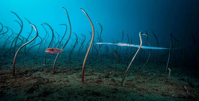 "El Jardín De Las Anguilas" Por David Doubilet, USA, Bajo El Agua, Ganador 2019