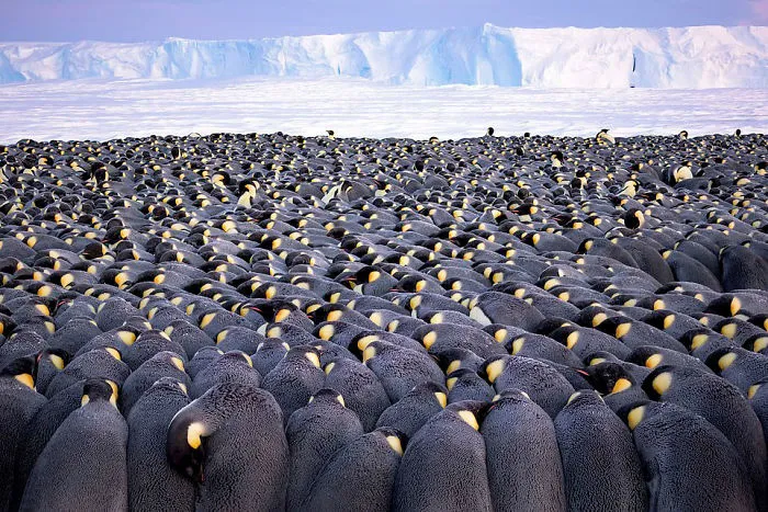 "The Huddle" By Stefan Christmann, Germany, Wildlife Photographer Portfolio Award, Winner 2019