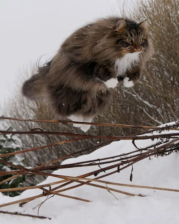 30 Fotos De Gatos Fineses Viviendo Su Mejor Vida De Invierno