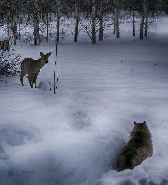30 Fotos De Gatos Fineses Viviendo Su Mejor Vida De Invierno