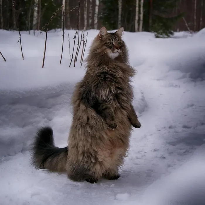 30 Fotos De Gatos Fineses Viviendo Su Mejor Vida De Invierno