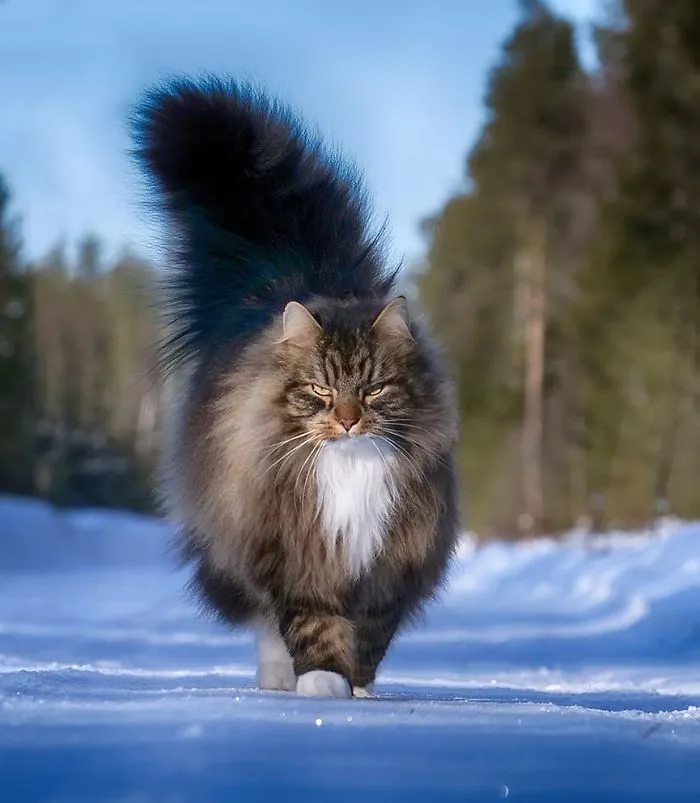 30 Fotos De Gatos Fineses Viviendo Su Mejor Vida De Invierno