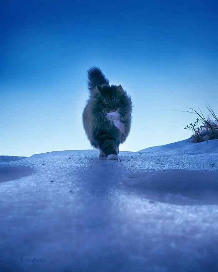 30 Fotos De Gatos Fineses Viviendo Su Mejor Vida De Invierno