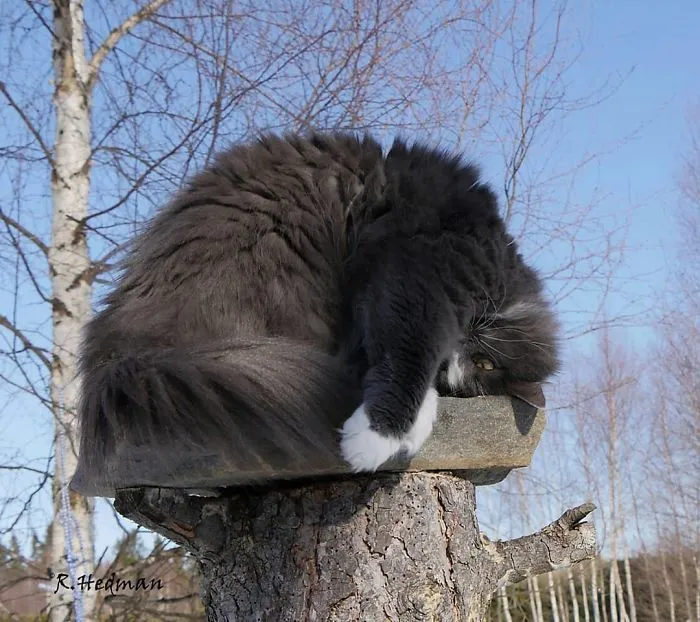 30 Fotos De Gatos Fineses Viviendo Su Mejor Vida De Invierno