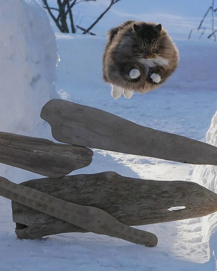 30 Fotos De Gatos Fineses Viviendo Su Mejor Vida De Invierno