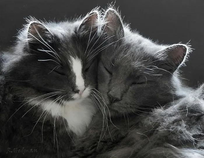 30 Fotos De Gatos Fineses Viviendo Su Mejor Vida De Invierno