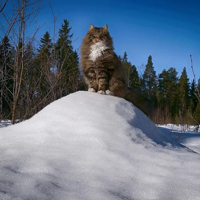 30 Pics Of Finnish Cats Living Their Best Winter Life
