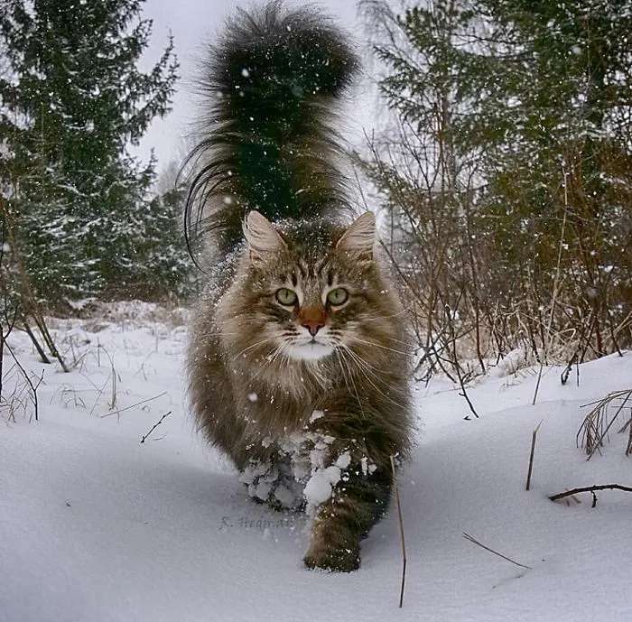 30 Fotos De Gatos Fineses Viviendo Su Mejor Vida De Invierno