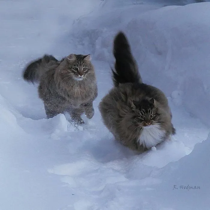 30 Fotos De Gatos Fineses Viviendo Su Mejor Vida De Invierno