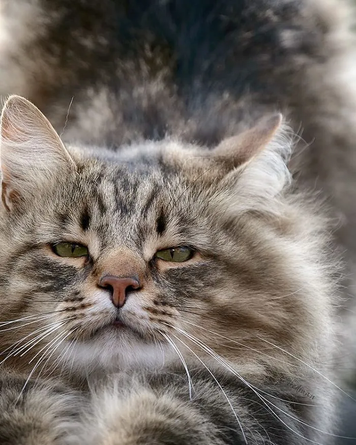 30 Pics Of Finnish Cats Living Their Best Winter Life
