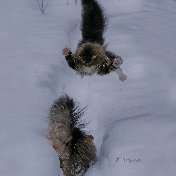 30 Fotos De Gatos Fineses Viviendo Su Mejor Vida De Invierno