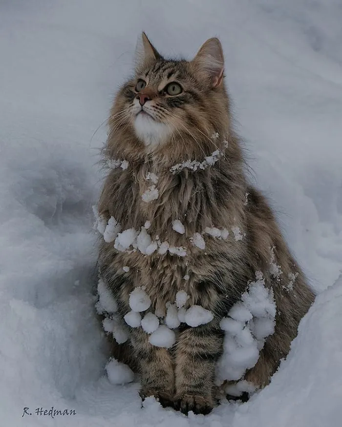 30 Fotos De Gatos Fineses Viviendo Su Mejor Vida De Invierno