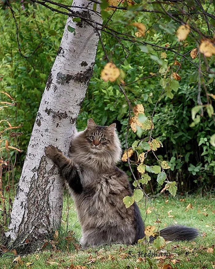 30 Fotos De Gatos Fineses Viviendo Su Mejor Vida De Invierno