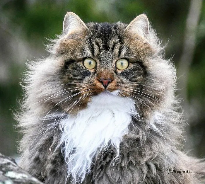 30 Fotos De Gatos Fineses Viviendo Su Mejor Vida De Invierno