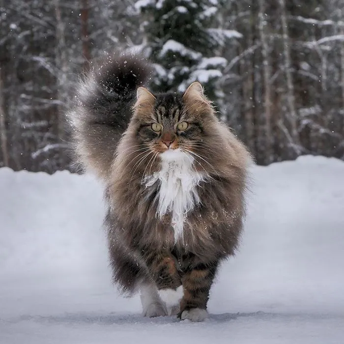 30 Pics Of Finnish Cats Living Their Best Winter Life