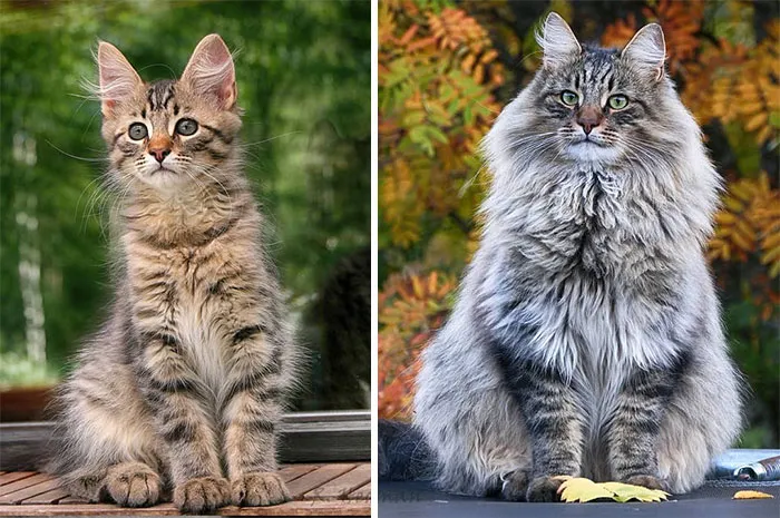30 Fotos De Gatos Fineses Viviendo Su Mejor Vida De Invierno