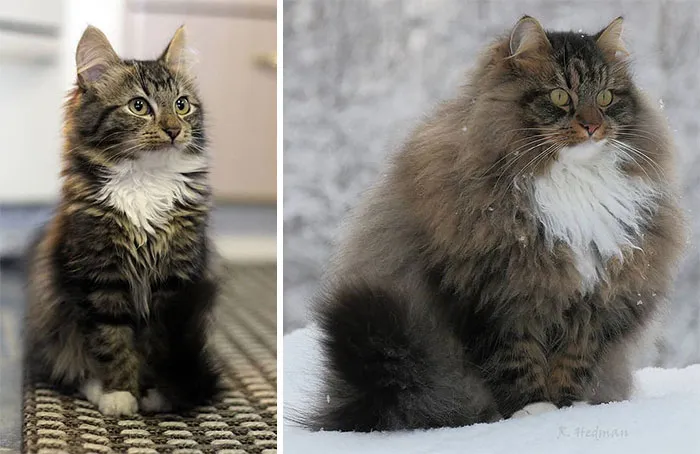 30 Pics Of Finnish Cats Living Their Best Winter Life