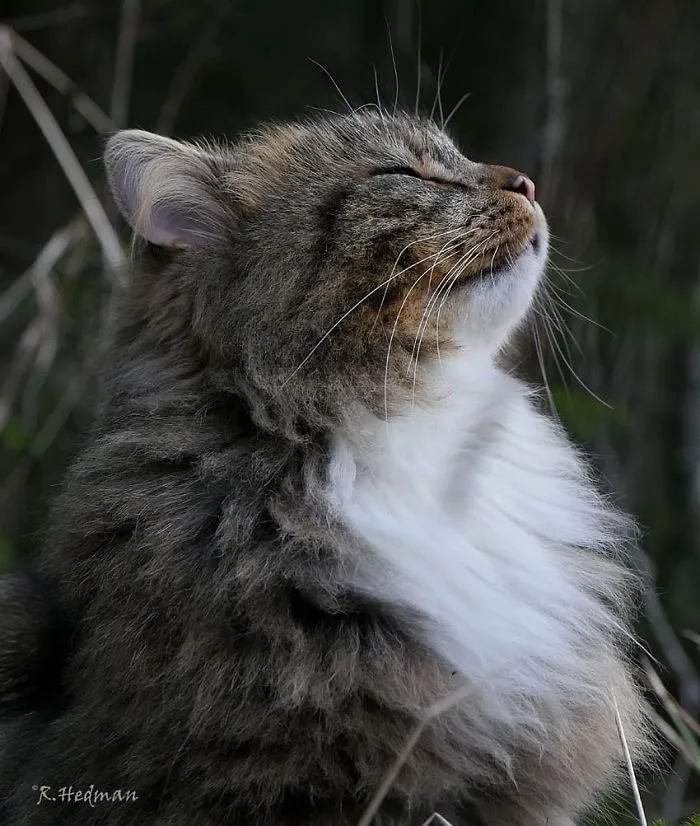 30 Fotos De Gatos Fineses Viviendo Su Mejor Vida De Invierno
