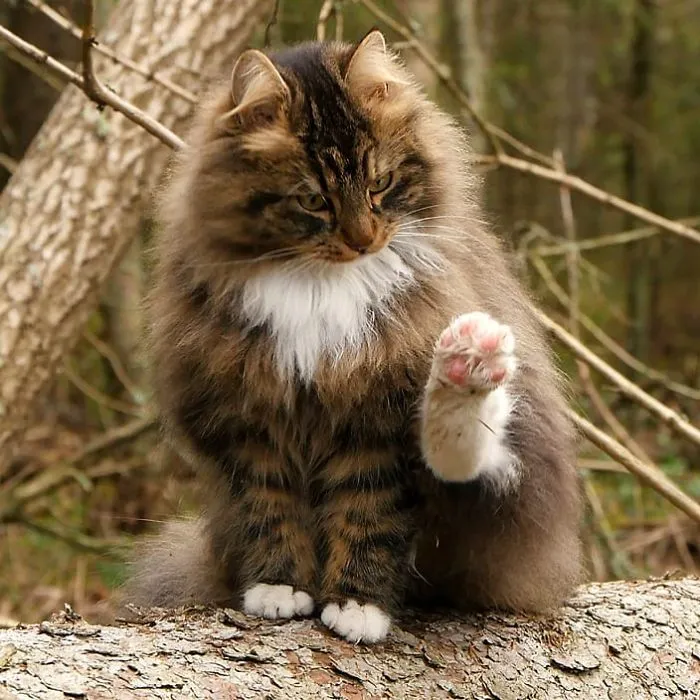 30 Fotos De Gatos Fineses Viviendo Su Mejor Vida De Invierno