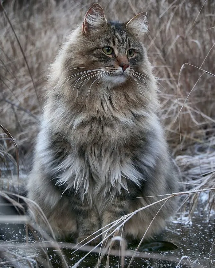 30 Fotos De Gatos Fineses Viviendo Su Mejor Vida De Invierno