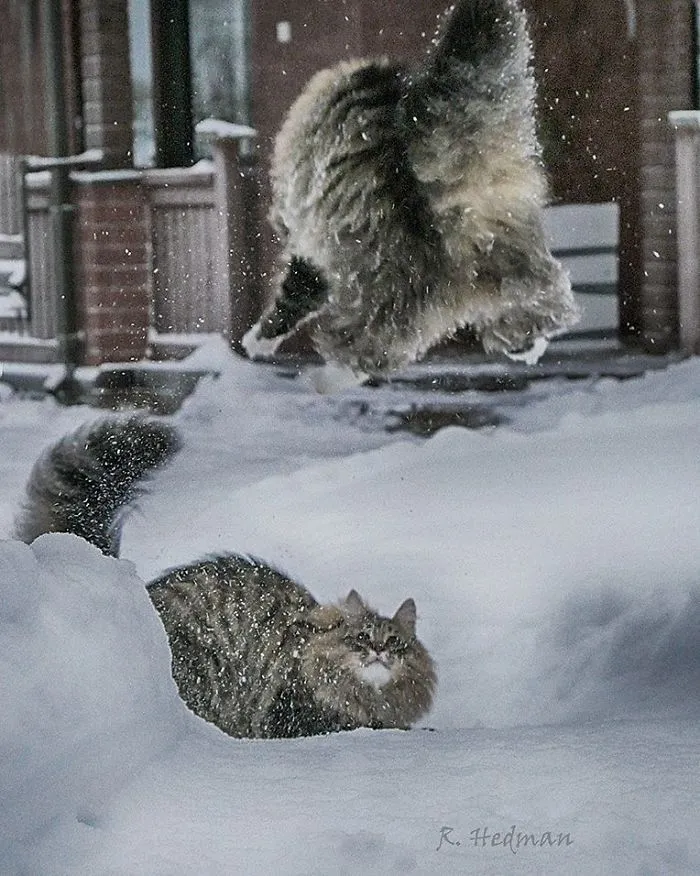 30 Pics Of Finnish Cats Living Their Best Winter Life