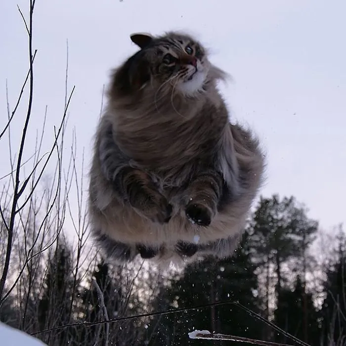 30 Fotos De Gatos Fineses Viviendo Su Mejor Vida De Invierno