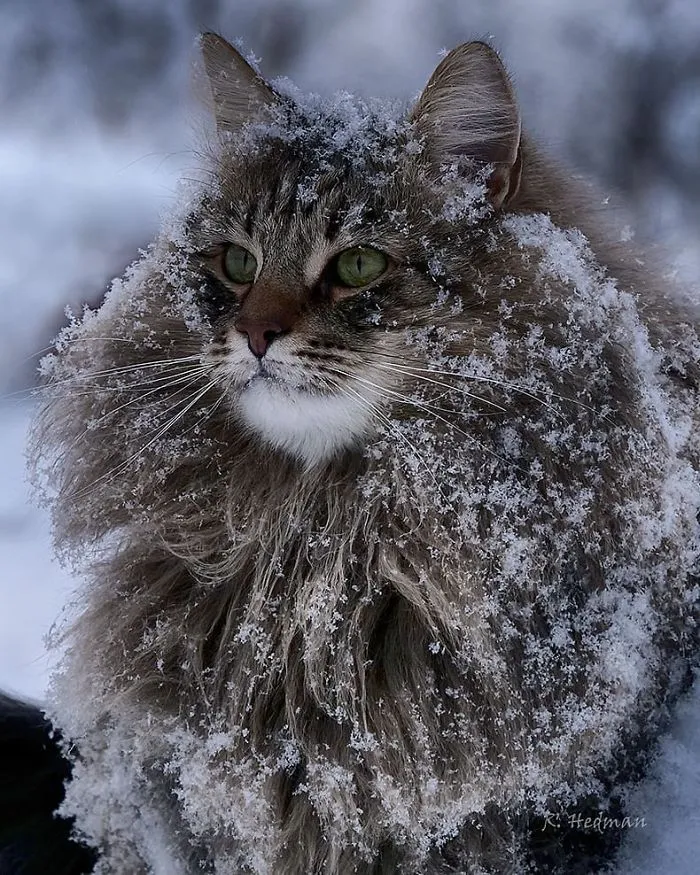 30 Pics Of Finnish Cats Living Their Best Winter Life