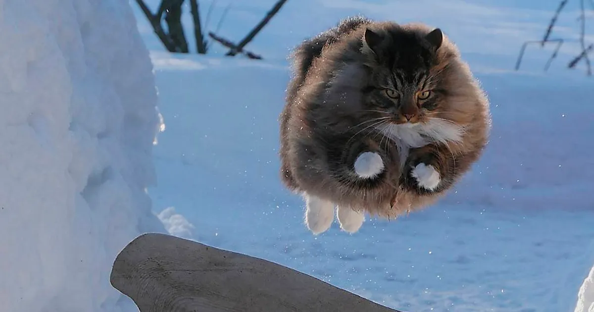 30 Fotos De Gatos Fineses Viviendo Su Mejor Vida De Invierno