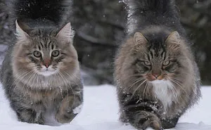 30 Pics Of Finnish Cats Living Their Best Winter Life
