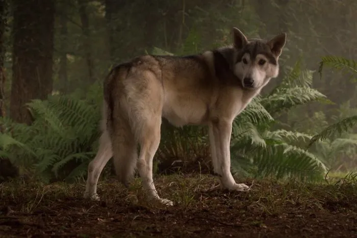 When Dogs Appear In Movies And TV, Sometimes They Have To Have Cgi Tails Because They Wag Too Much During The Scene