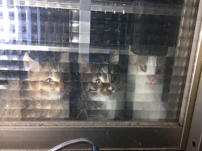 25 Times People Spotted Pixel Cats In Real Life And Just Had To Share