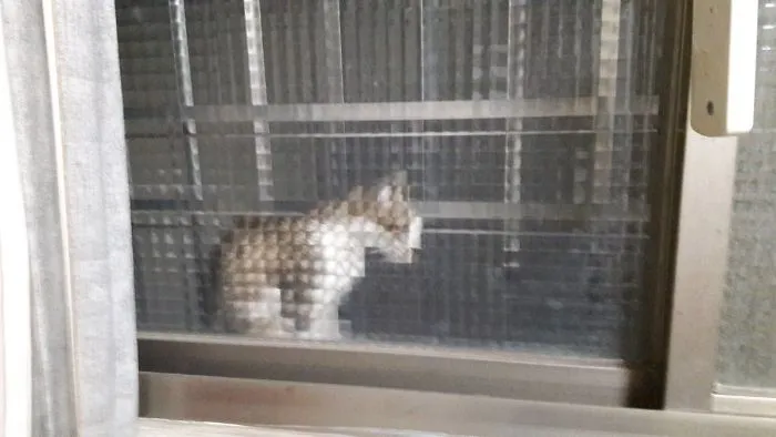 25 Times People Spotted Pixel Cats In Real Life And Just Had To Share