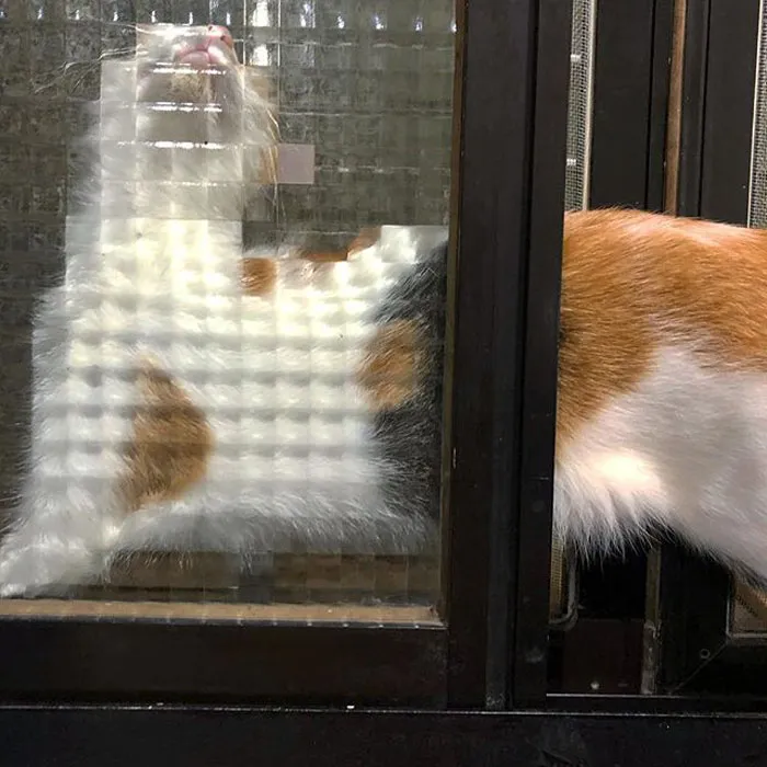 25 Times People Spotted Pixel Cats In Real Life And Just Had To Share