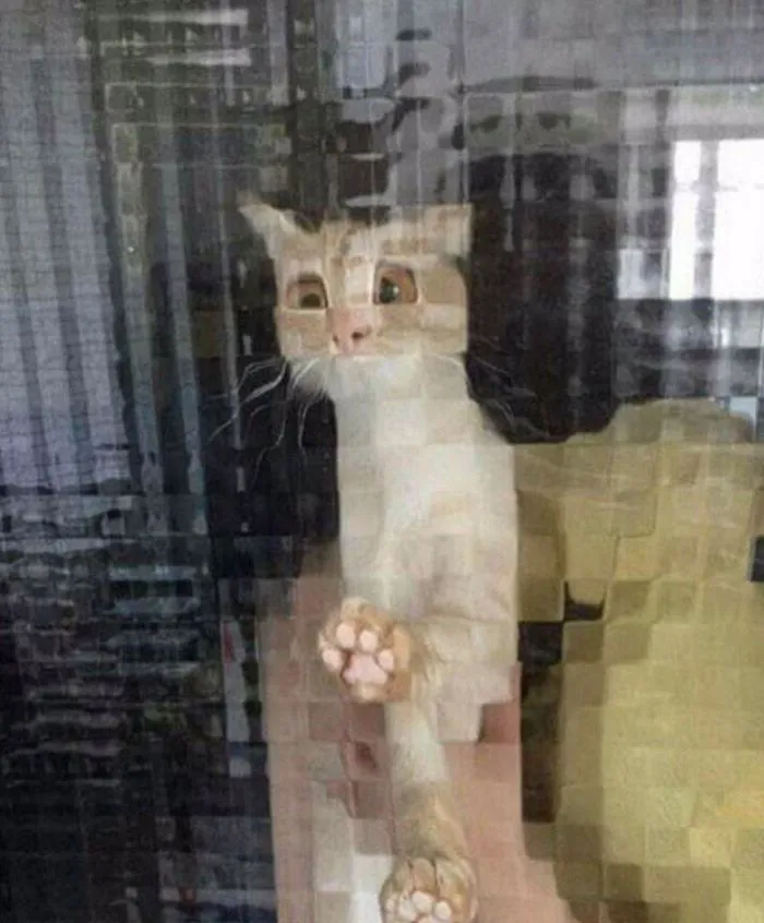 25 Times People Spotted Pixel Cats In Real Life And Just Had To Share