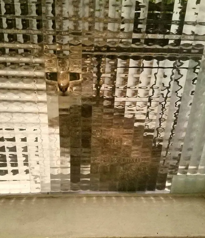 25 Times People Spotted Pixel Cats In Real Life And Just Had To Share