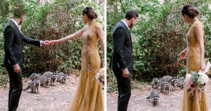 This Gang Of Racoons Crashes A Wedding Photoshoot And It's Both Cute And Hilarious