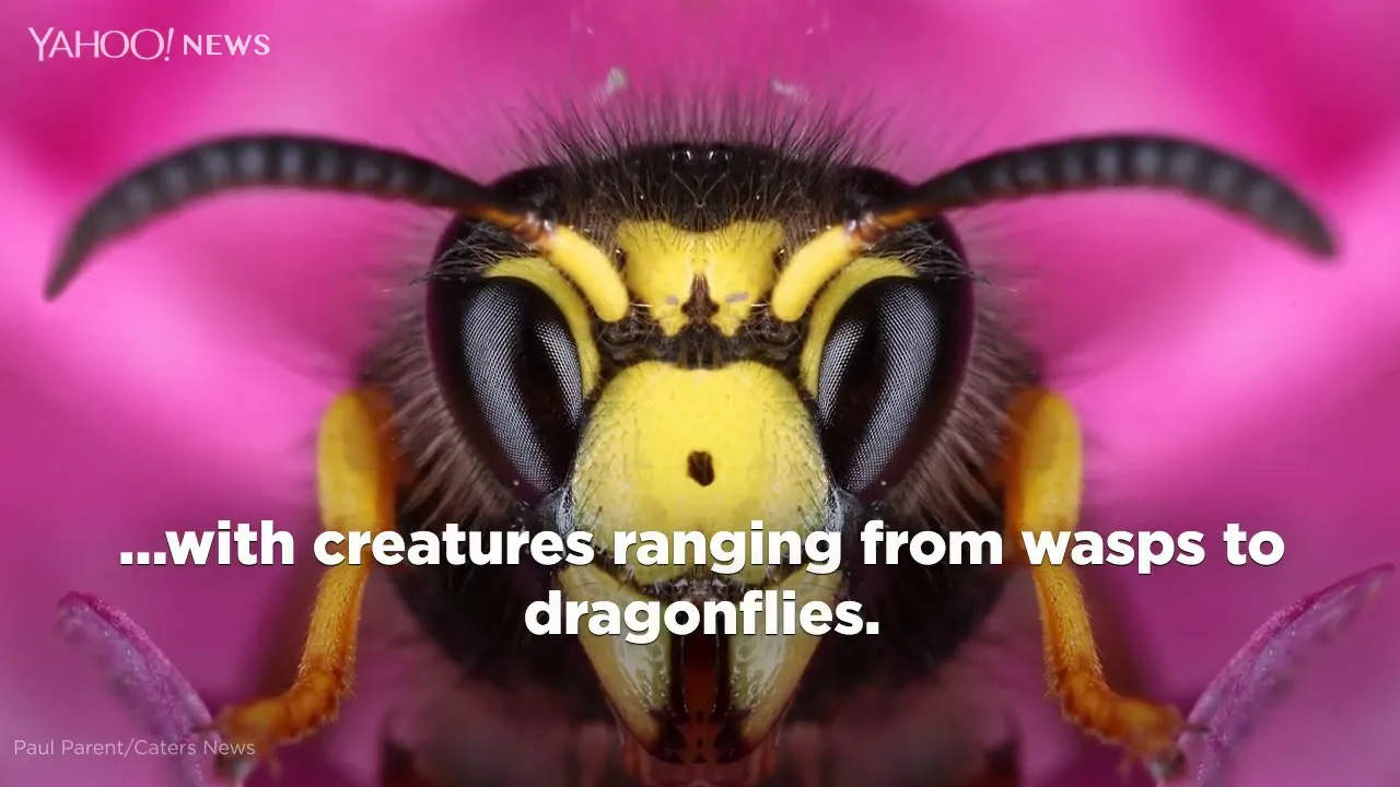 Insect Faces By Paulparent.org