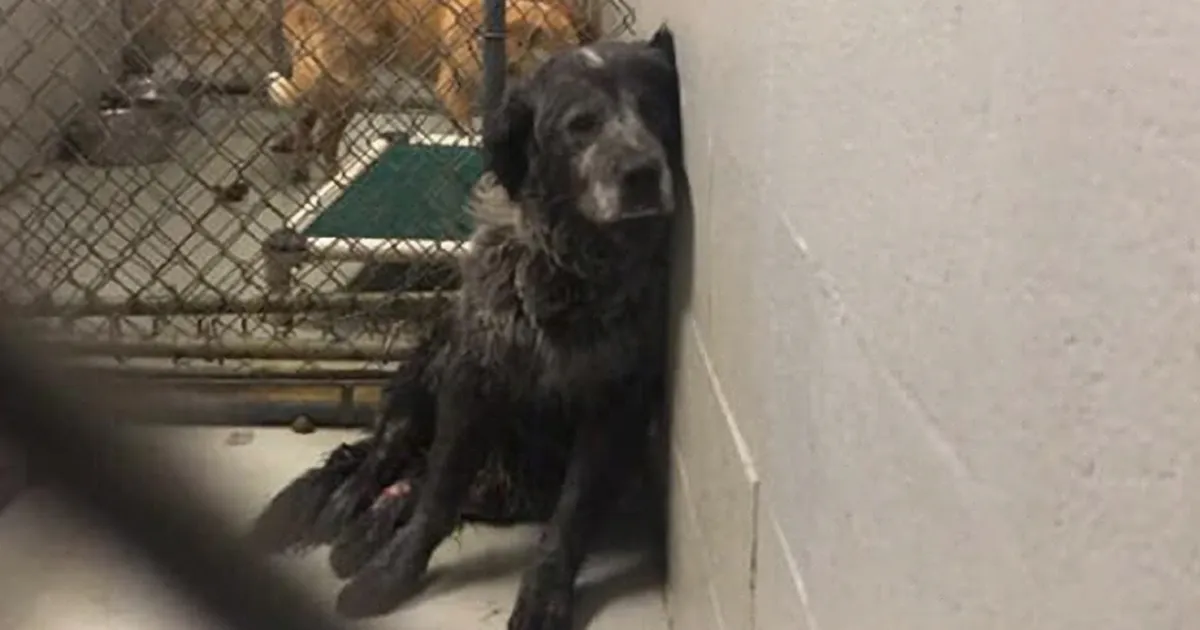 Este perro "roto y olvidado" no para de sonreír desde que fue rescatado