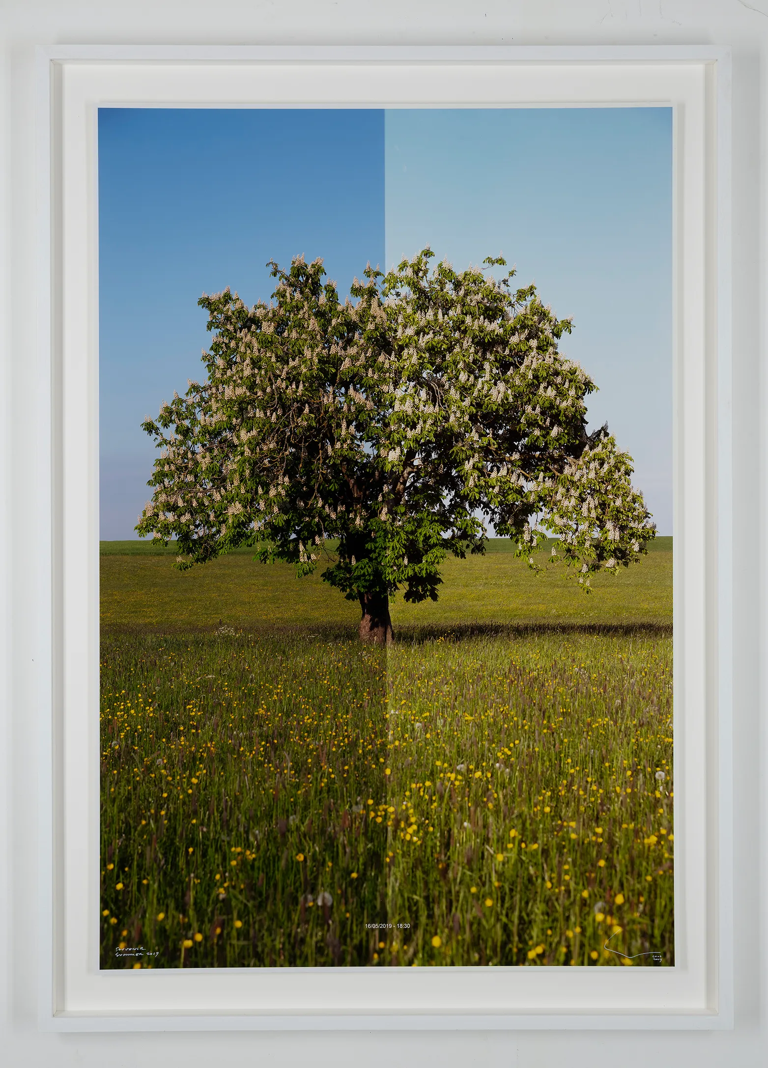 I've Put Photos Half Covered Outside Last Summer. After Three Months The Image Was Redeveloped By The Sun.