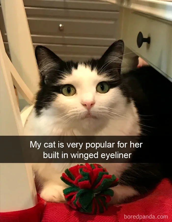 40 Hilarious Cat Snapchats That Will Leave You With The Biggest Smile (New Pics)