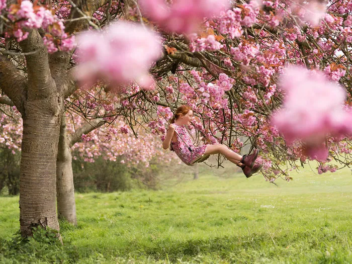 Flores de cerezo
