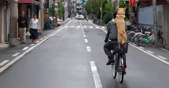 Scientists Discover That Some Humans Tend To Love Pets More Than Other Humans