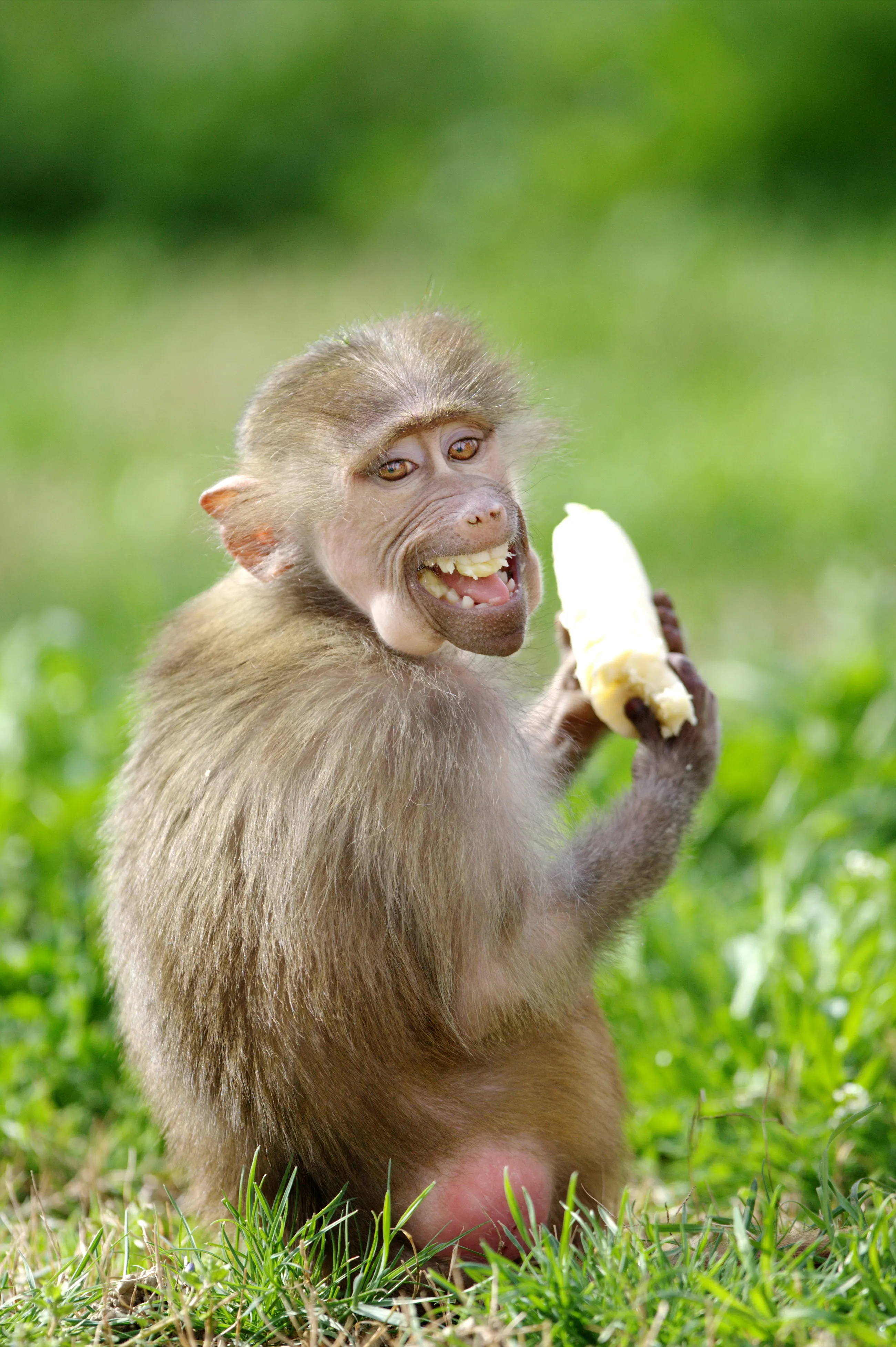 17 Funniest Animal Photos I Made