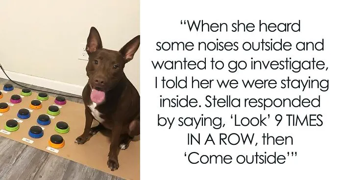 "Happy Ball Want Outside:" Dog Learns To Talk Using A Word Machine, Already Knows 29 Words