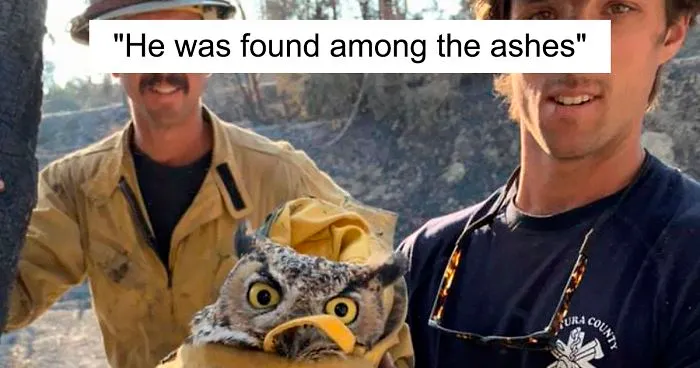 Owl Gets Rescued From Fire, Looks Angry As Hell And People Say It's Funny