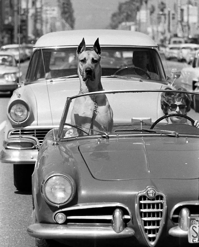 Un Gran Danés De Guardaespaldas En Un Coche Deportivo. Hollywood, California 1961