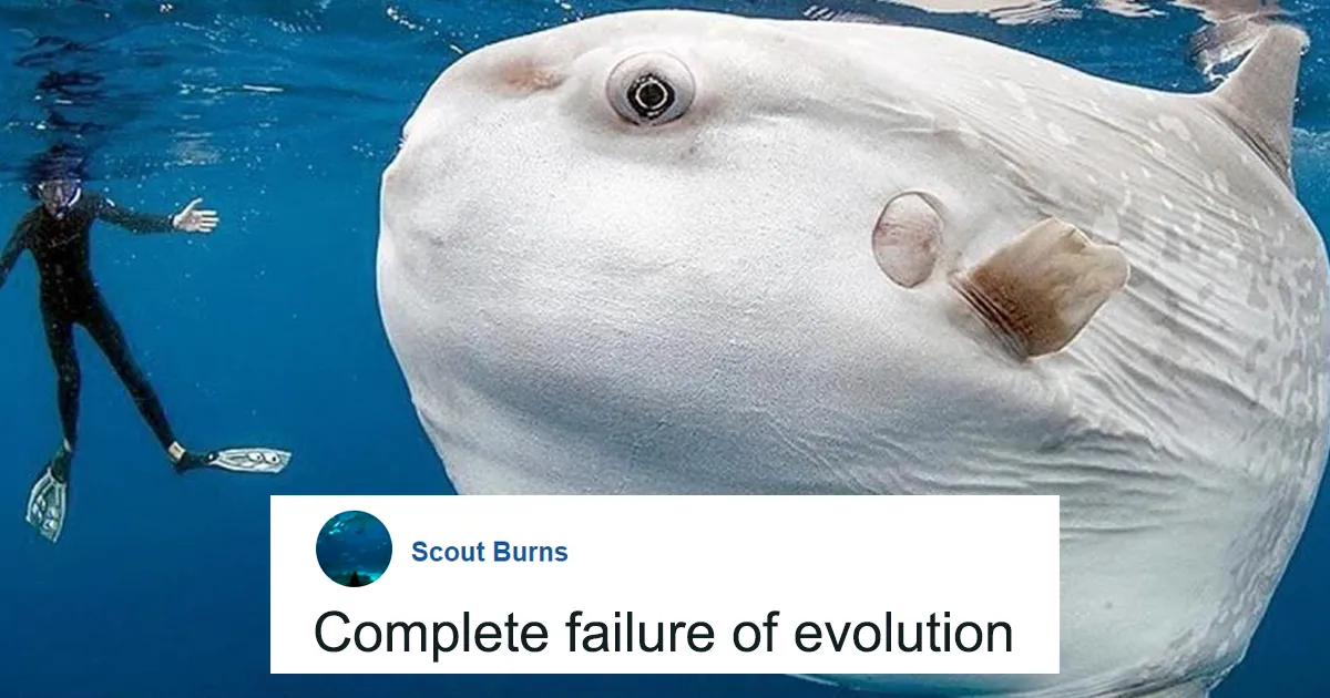 People Are Hysterical Over A Viral Sunfish Rant On Facebook